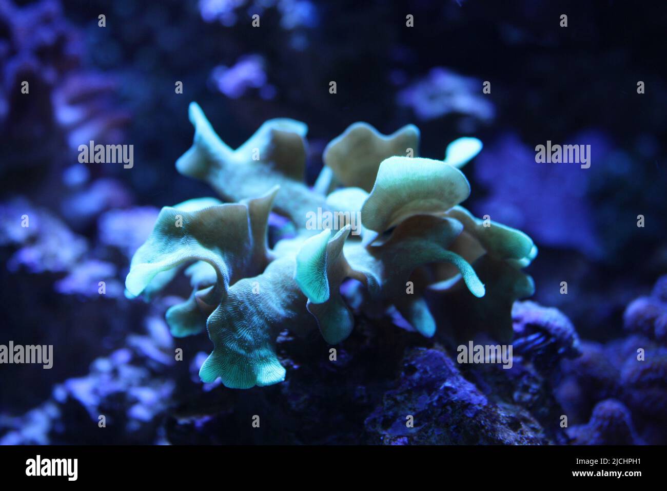 Tropical Reef Coral, the potato chip Coral. Stock Photo