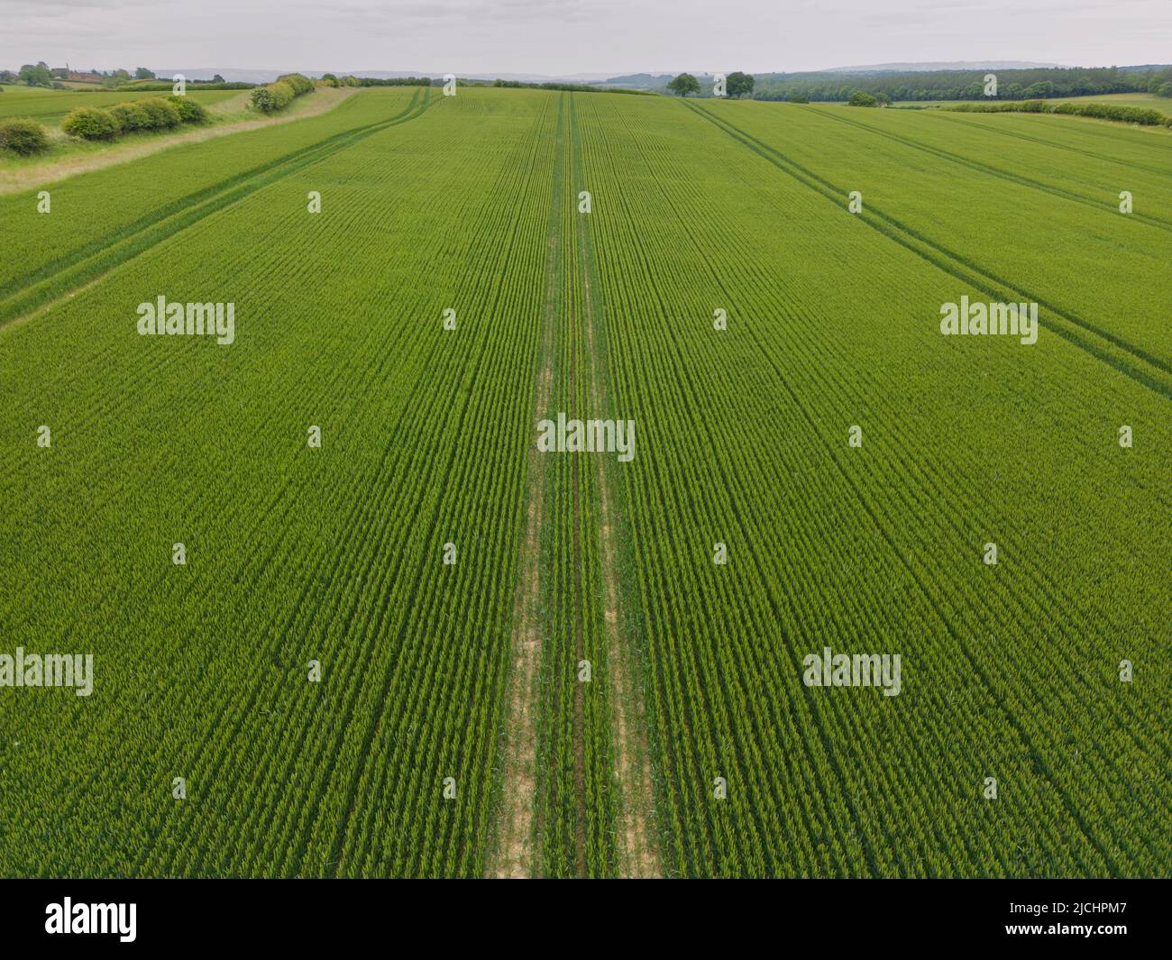 Tractor tracks in a lush green field of Wheat crop seen from the air, Warwickshire, England. Stock Photo