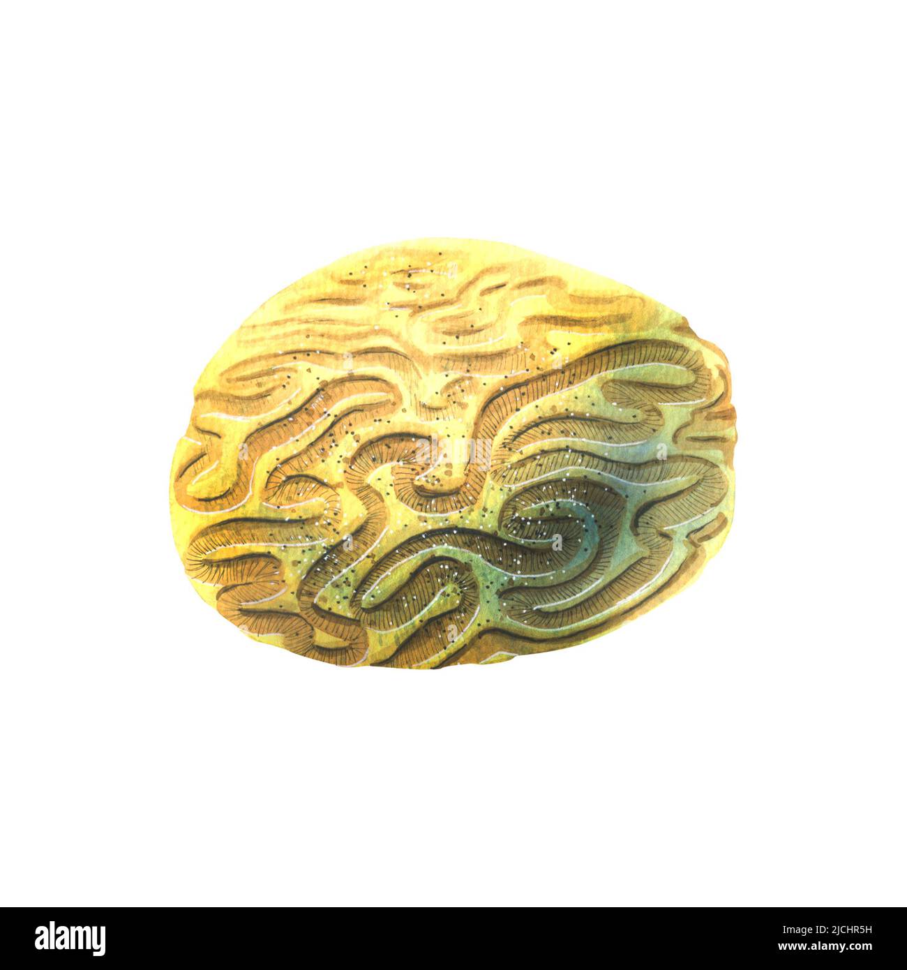 A sea sponge from coral reefs. Yellow, abstract, an object from the collection of Tropical fish. The watercolor illustration is isolated. For decorati Stock Photo