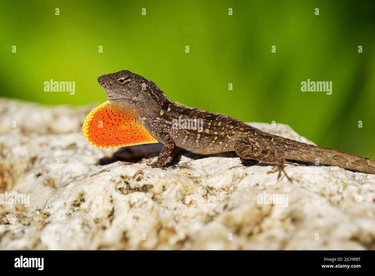 Brown Anole - Anolis sagrei also Cuban brown or De la Sagra anole, lizard in Dactyloidae, native to Cuba and Bahamas, widely introduced in Florida, Ha Stock Photo