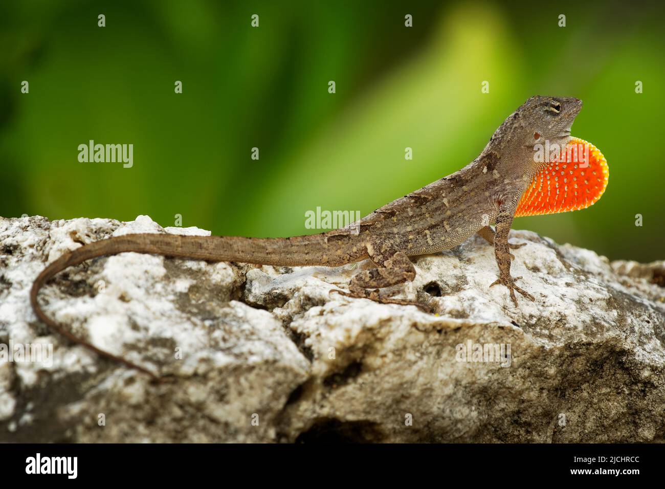 Brown Anole - Anolis sagrei also Cuban brown or De la Sagra anole, lizard in Dactyloidae, native to Cuba and Bahamas, widely introduced in Florida, Ha Stock Photo