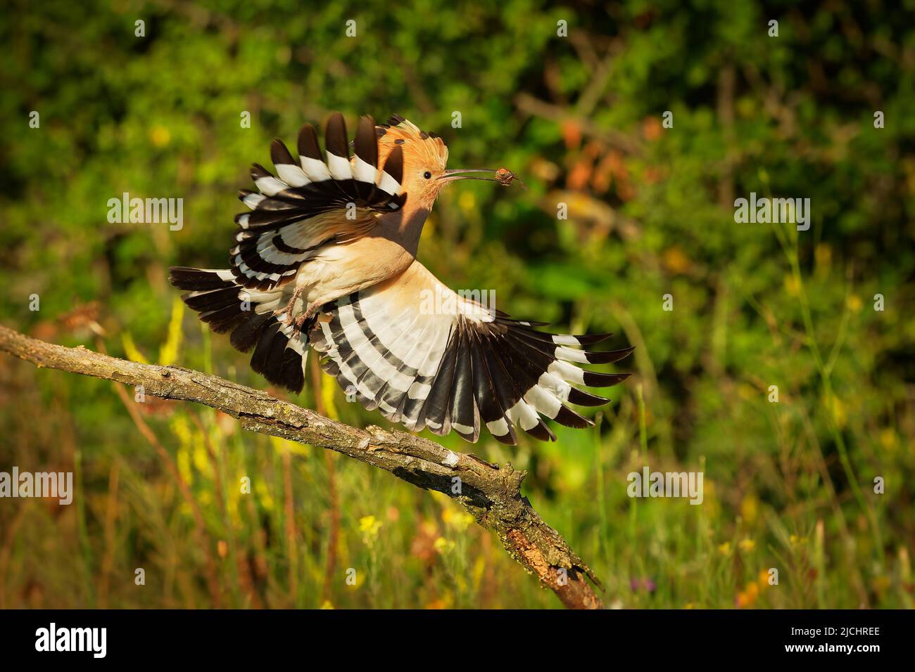 Eurasian Hoopoe (Upupa epops) feeding it's chicks captured in flight. Wide wings, typical crest and prey in the beak. Hunting insect, lizard, gecko, s Stock Photo