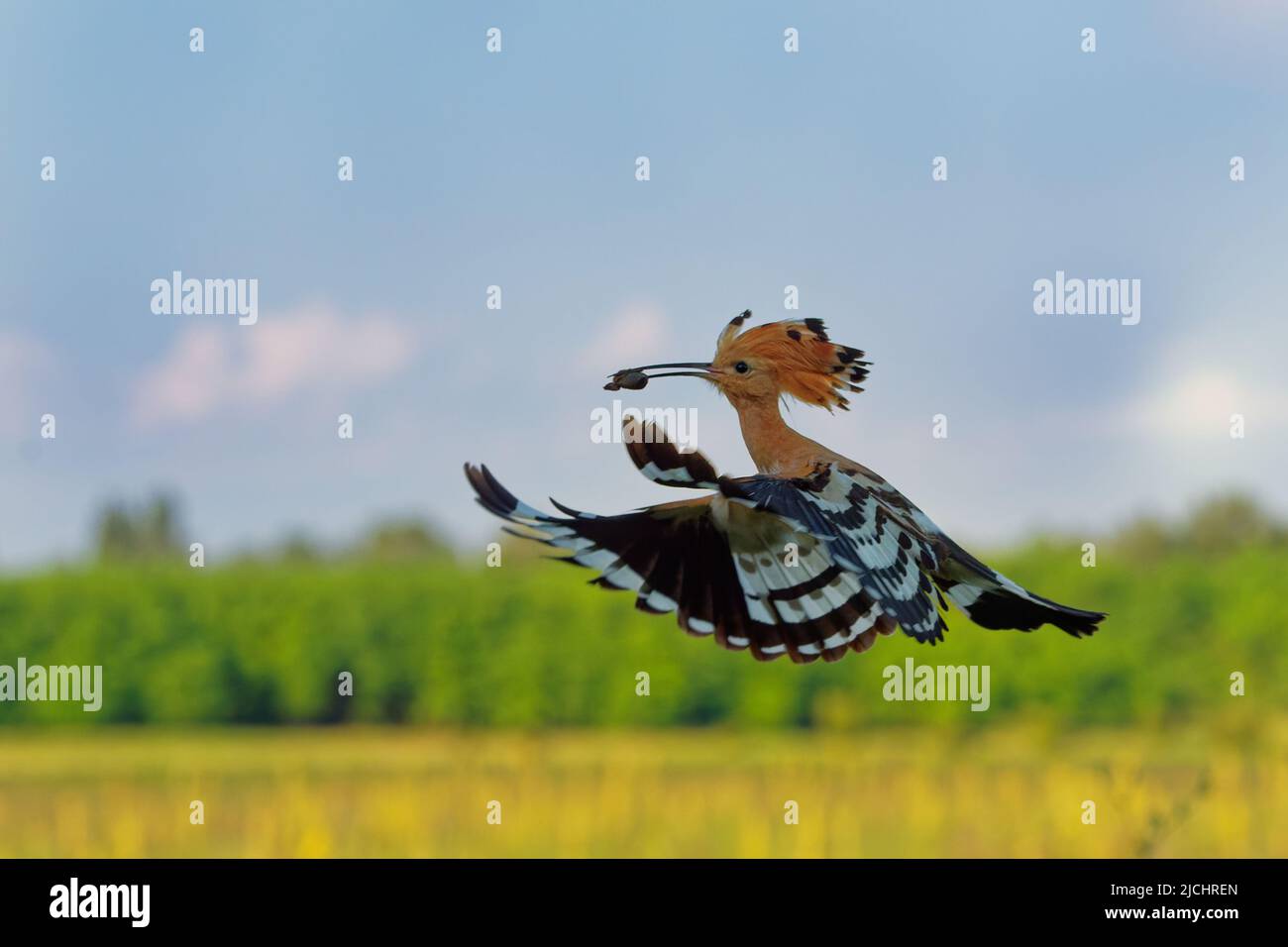 Eurasian Hoopoe (Upupa epops) feeding it's chicks captured in flight. Wide wings, typical crest and prey in the beak. Hunting insect, lizard, gecko, s Stock Photo