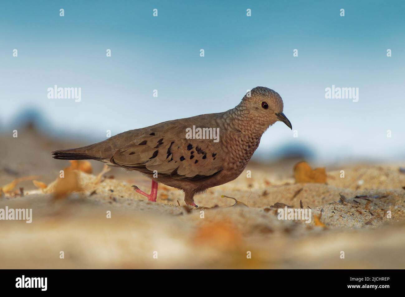 Common Ground-dove - Columbina passerina small bird southern United States, Central America, the Caribbean and northern South America, smallest dove i Stock Photo