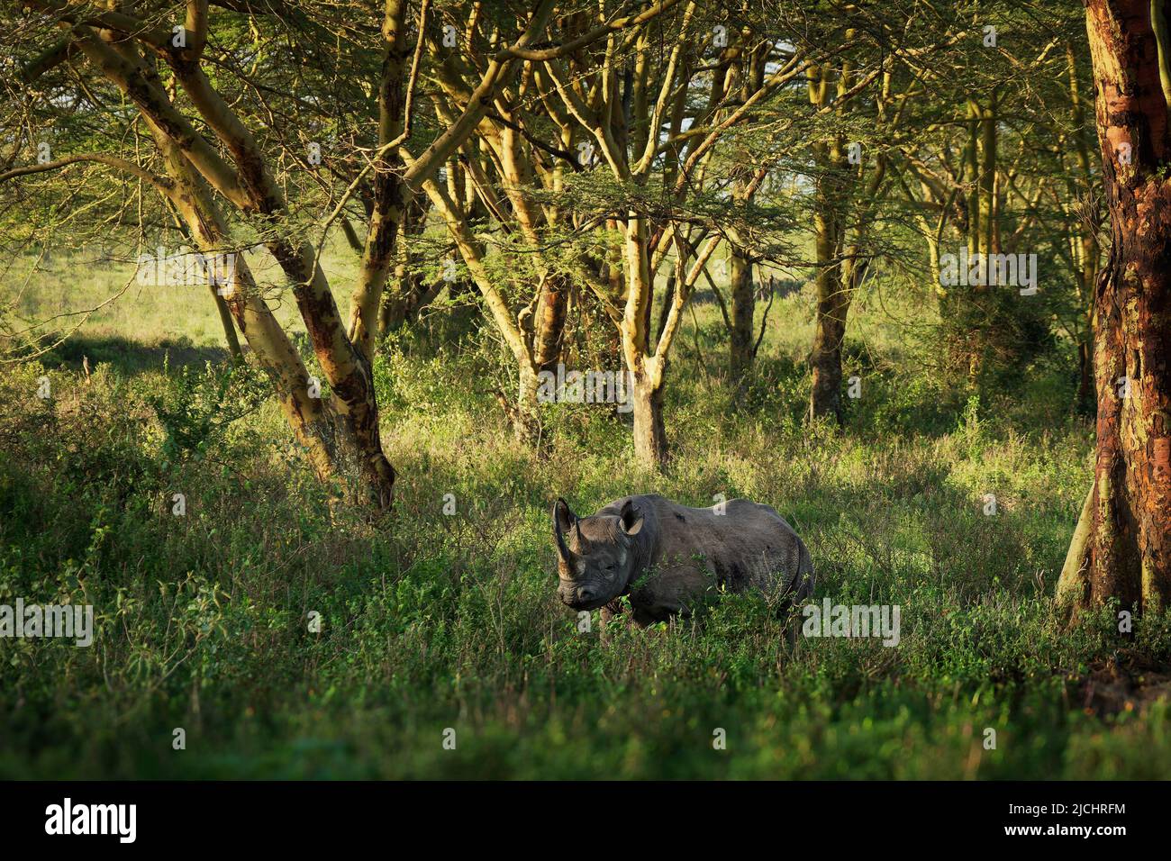 Black Rhinoceros or Hook-lipped Rhinoceros - Diceros bicornis with environment, native to eastern and southern Africa, crossing the road and standing Stock Photo