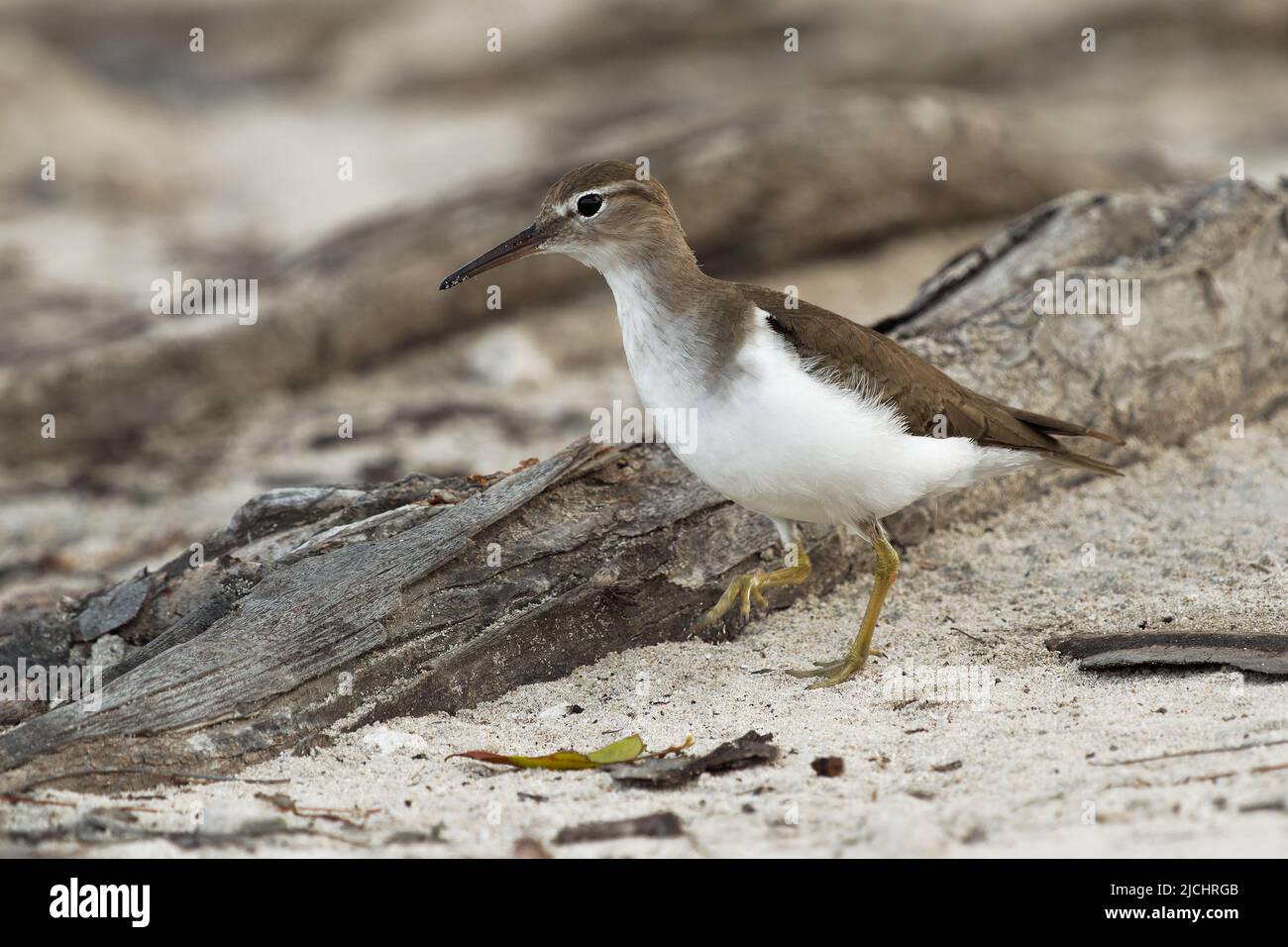 Spotted Sandpiper - Actitis macularius small shorebird, breeding habitat near fresh water of Canada and the United States, migrate to the South Americ Stock Photo
