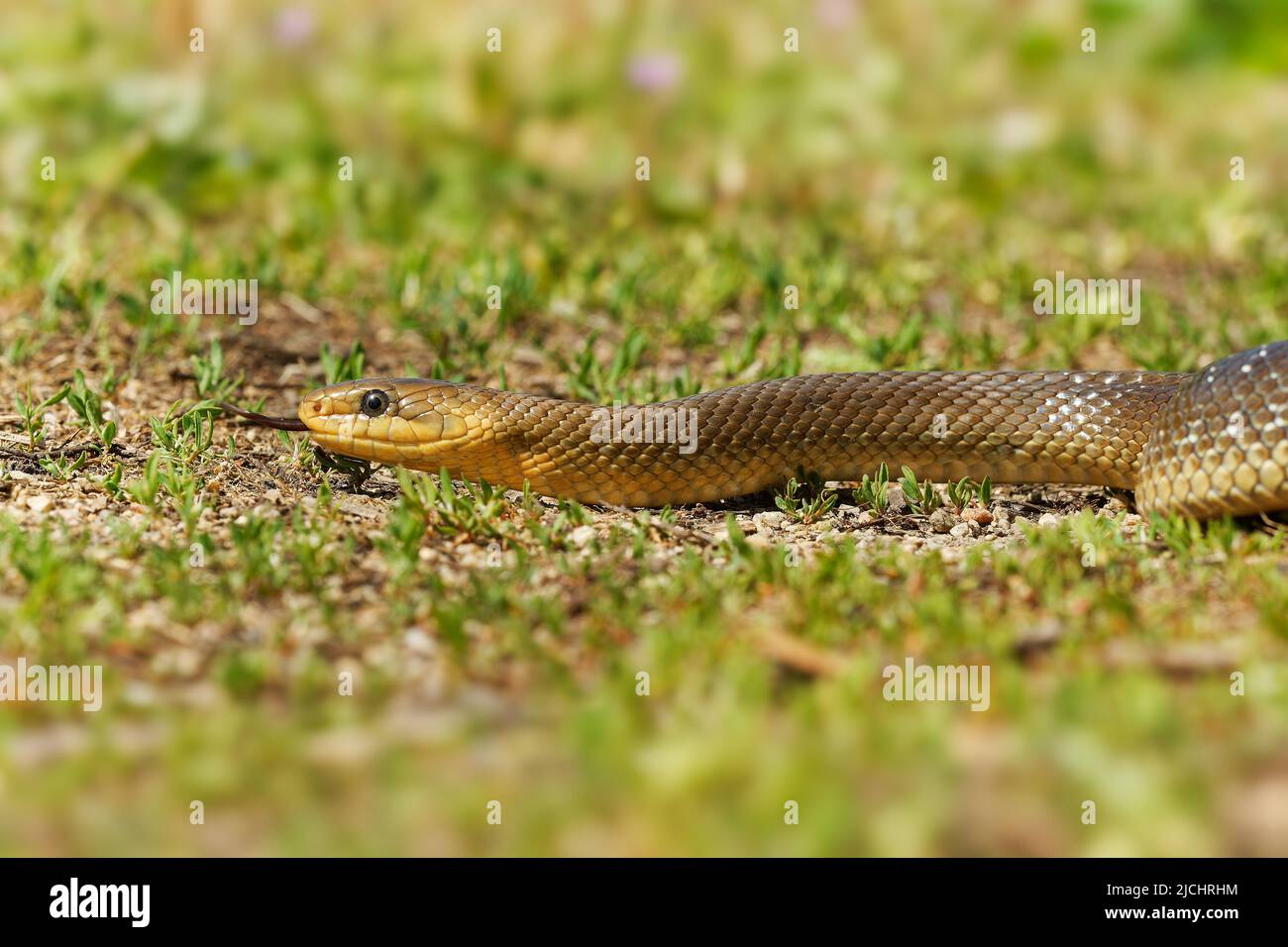 Aesculapian Snake - Zamenis longissimus, Elaphe longissima, nonvenomous olive green and yellow snake native to Europe, Colubrinae subfamily of family Stock Photo
