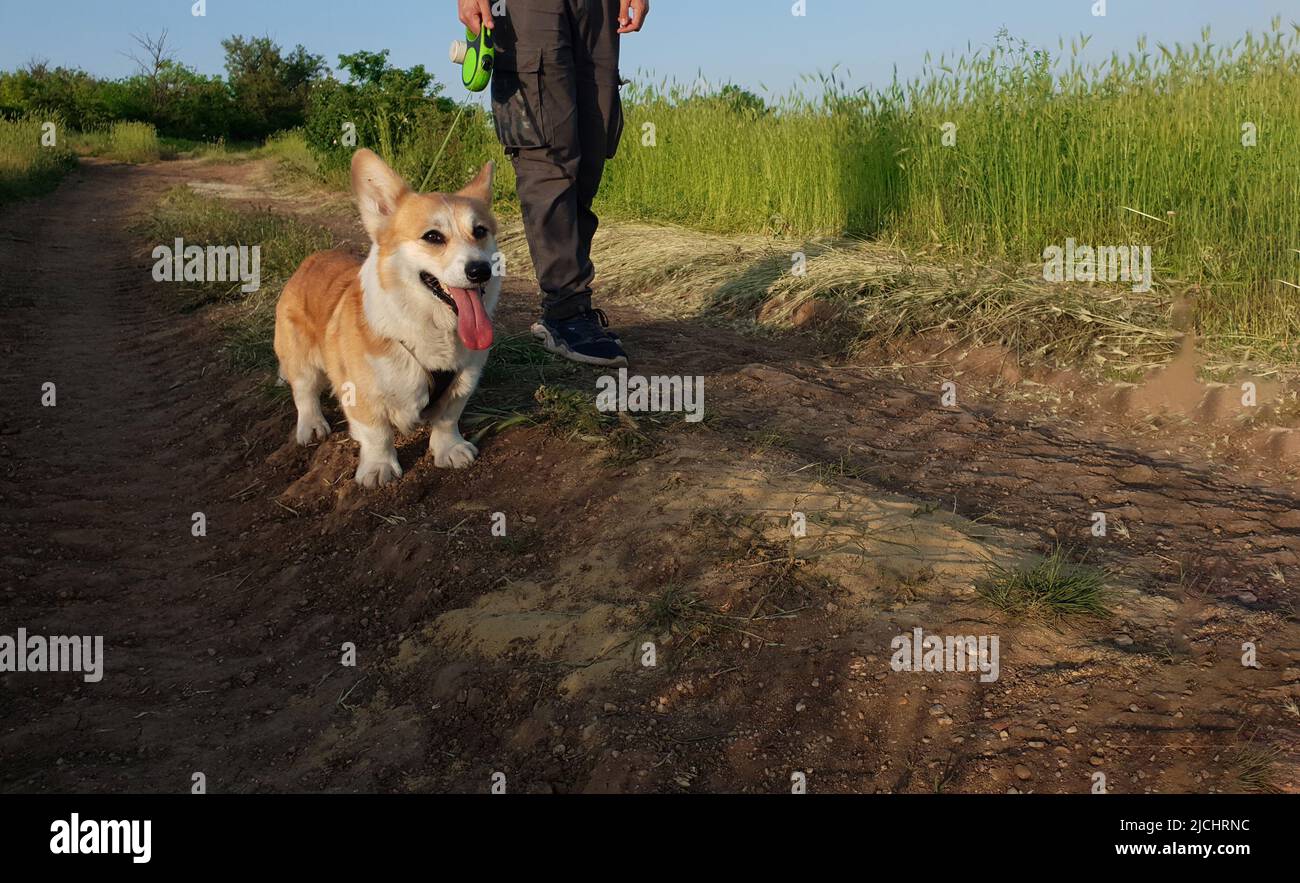 Welsh corgi pembroke water hi-res stock photography and images - Alamy