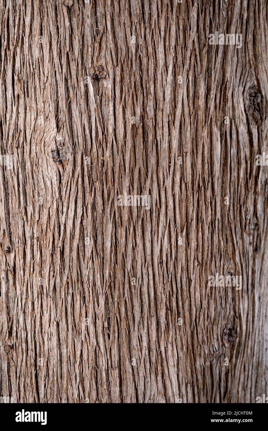 Old pine tree bark texture background Stock Photo - Alamy