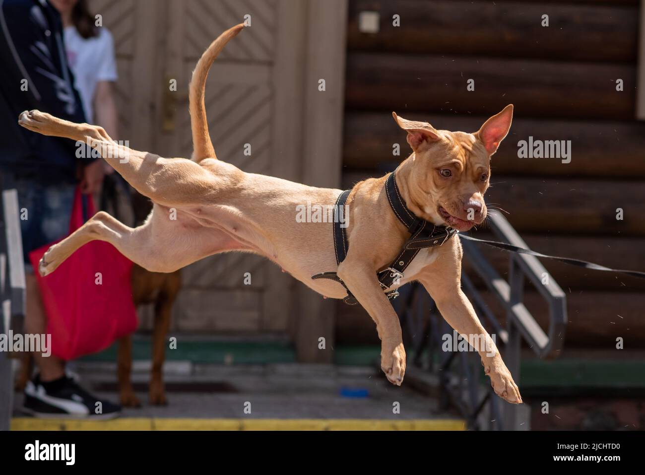 A beautiful beige pit bull jumps high. High quality photo Stock Photo