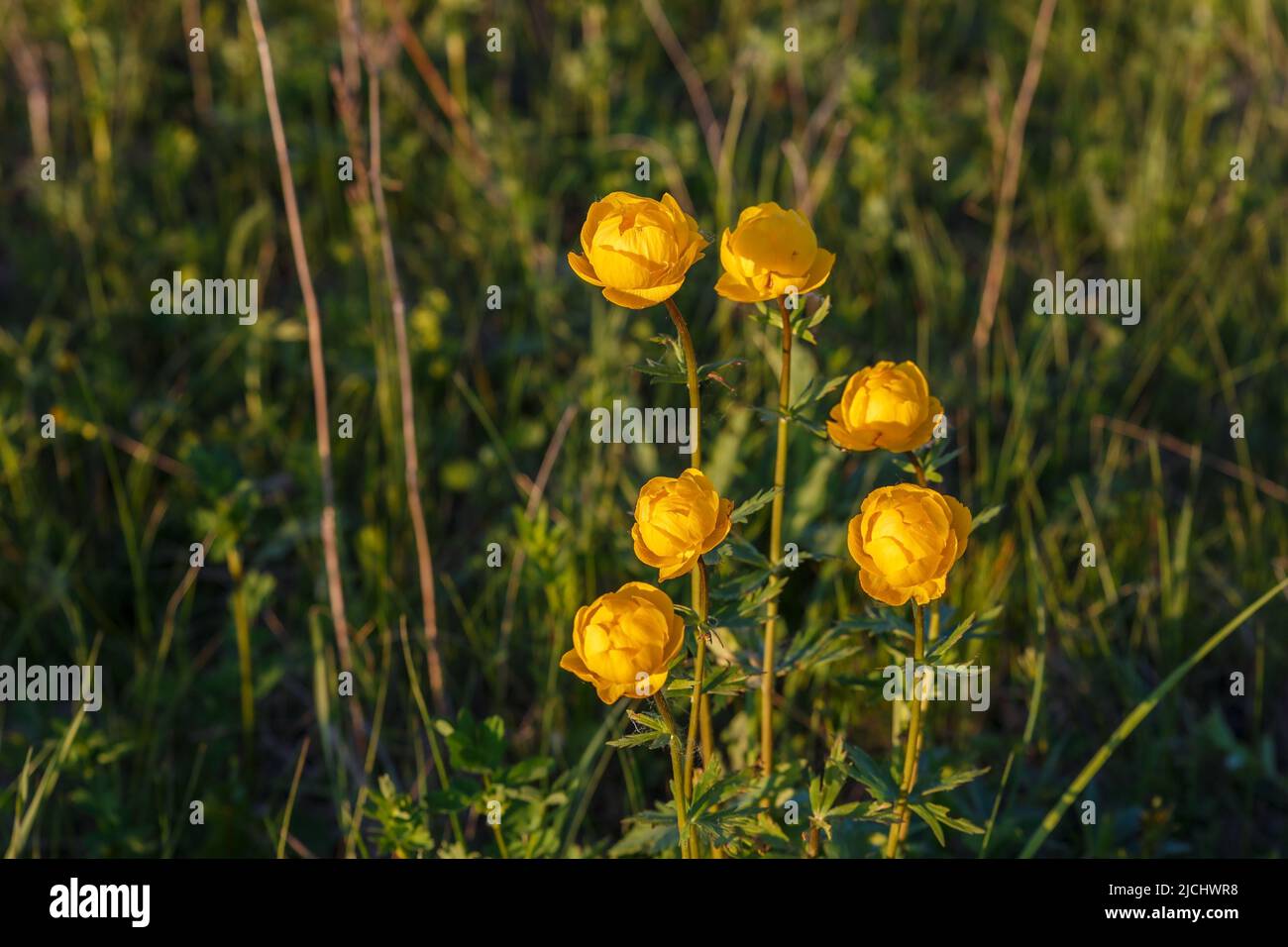 Yellow Trollius europaeus. The common name of some species is