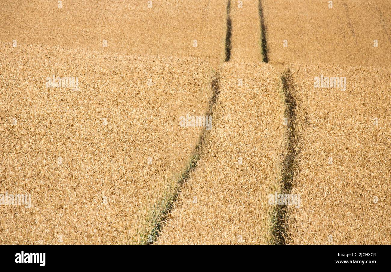 Tractor tyre tracks through field of Wheat. Stock Photo