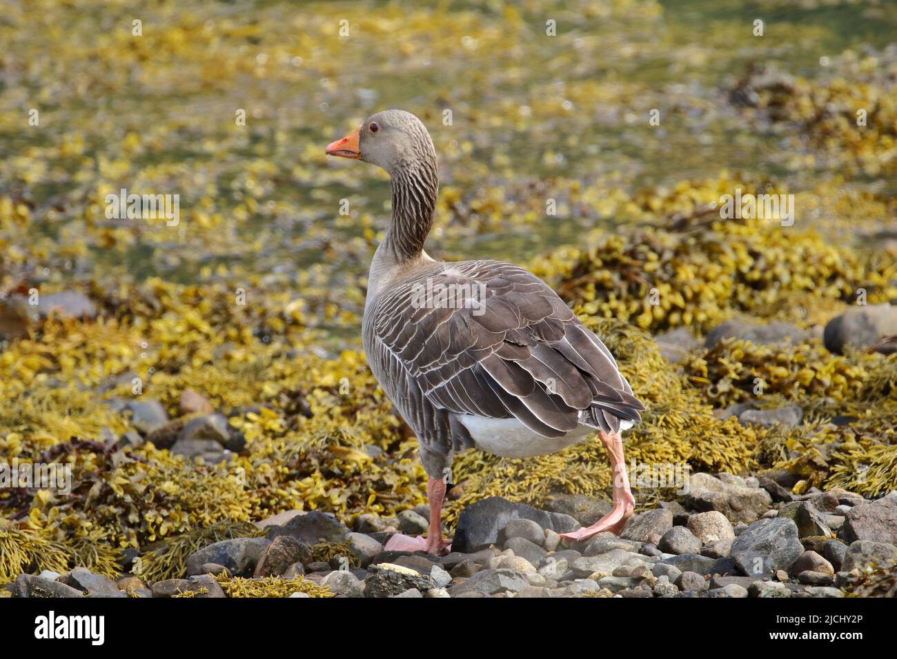 Goose out of water. Greylag goose  (Anser anser )  on Loch Creran, Argyll and Bute; Scotland. UK. Stock Photo
