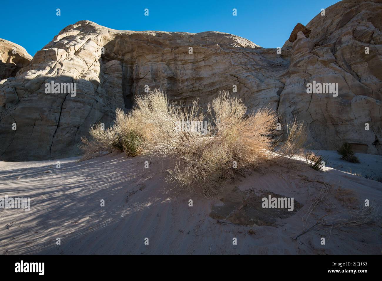 Soft sunlight on delicate desert grasses. Only the hardiest of plants can grow in this harsh