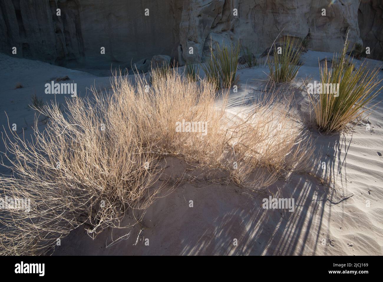 Soft sunlight on delicate desert grasses. Only the hardiest of plants can grow in this harsh