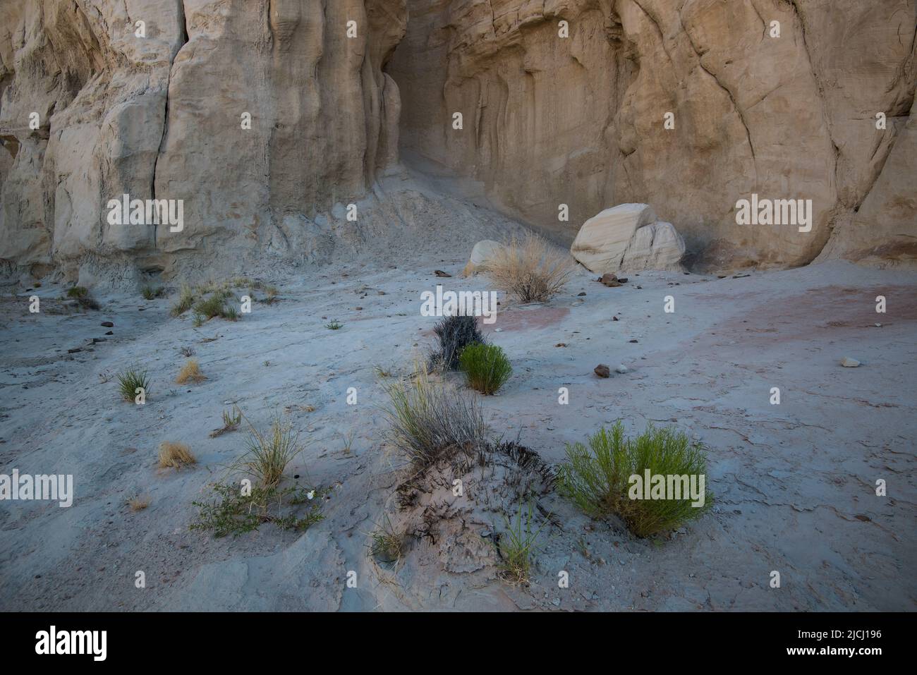 Soft sunlight on delicate desert grasses. Only the hardiest of plants can grow in this harsh