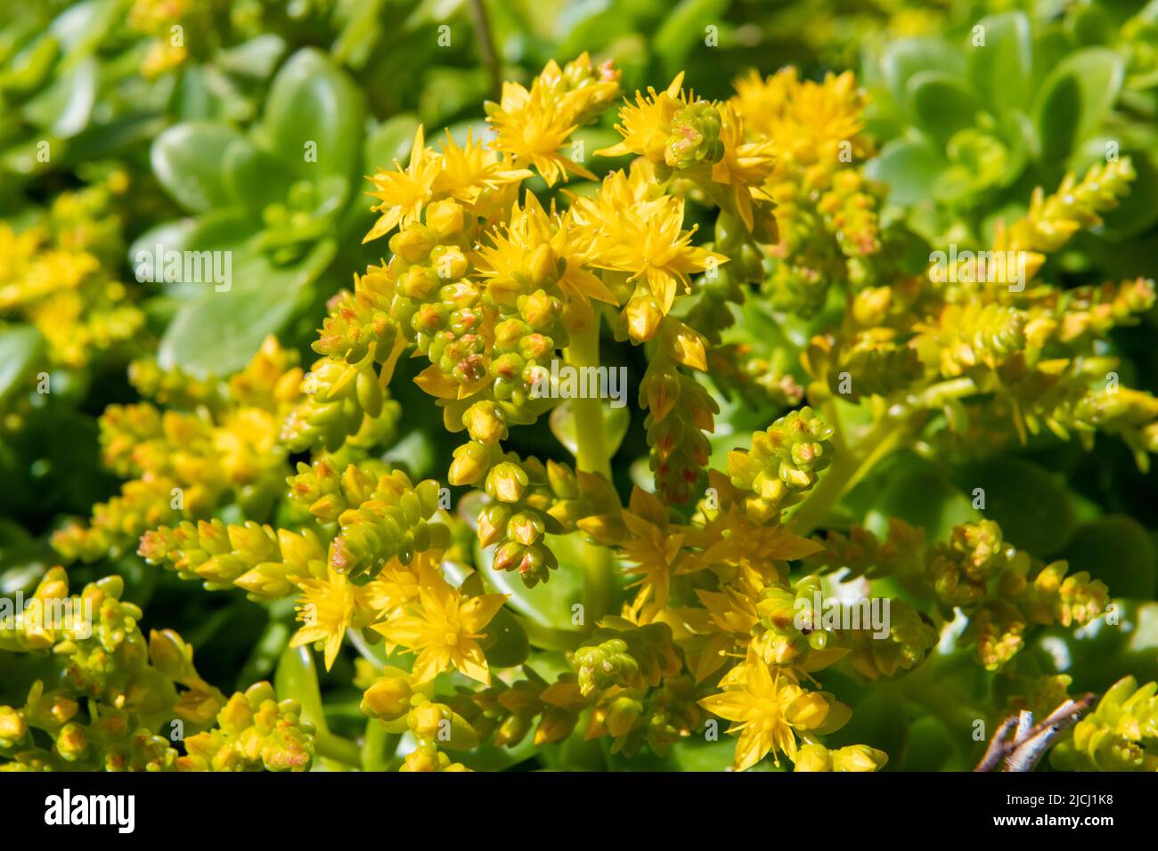 Close up of sedum confusum flowers in bloom Stock Photo - Alamy