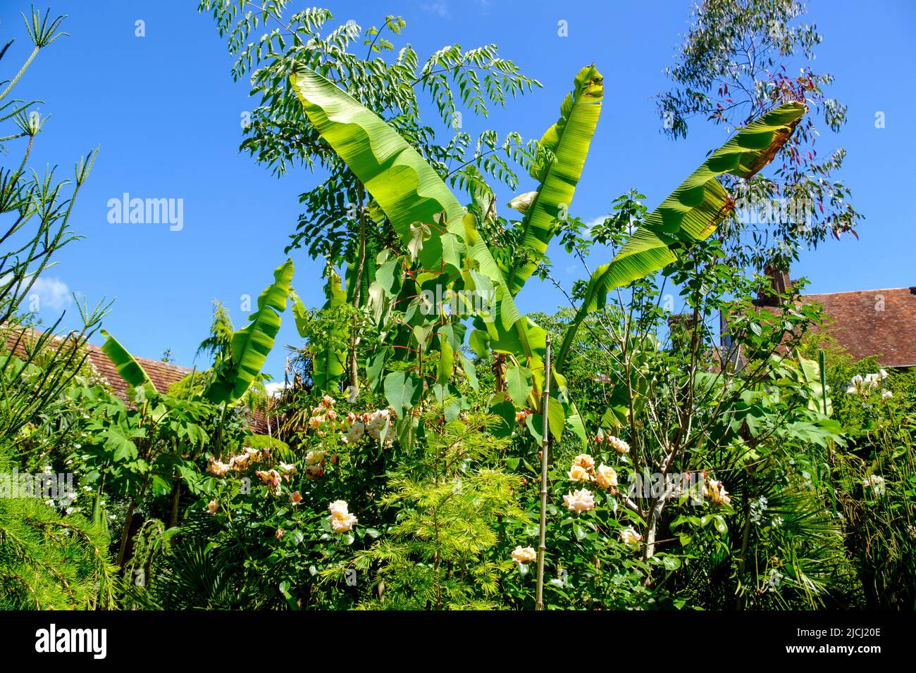 Banana palm and roses growing in the tropical garden at Great Dixter, Northiam, East Sussex, UK Stock Photo