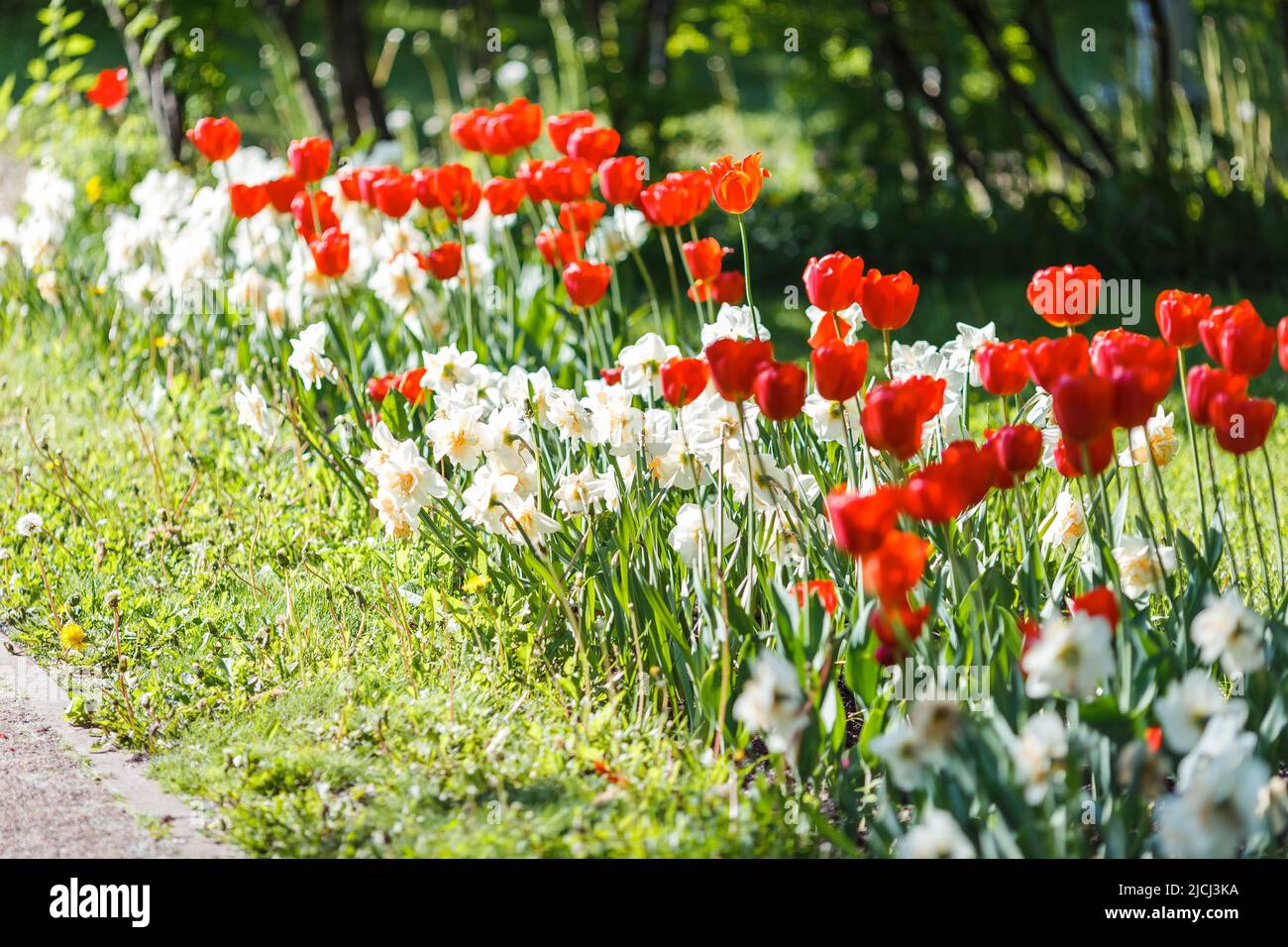 Flower bed with opened red tulips and white daffodils, in spring on a sunny day. Stock Photo