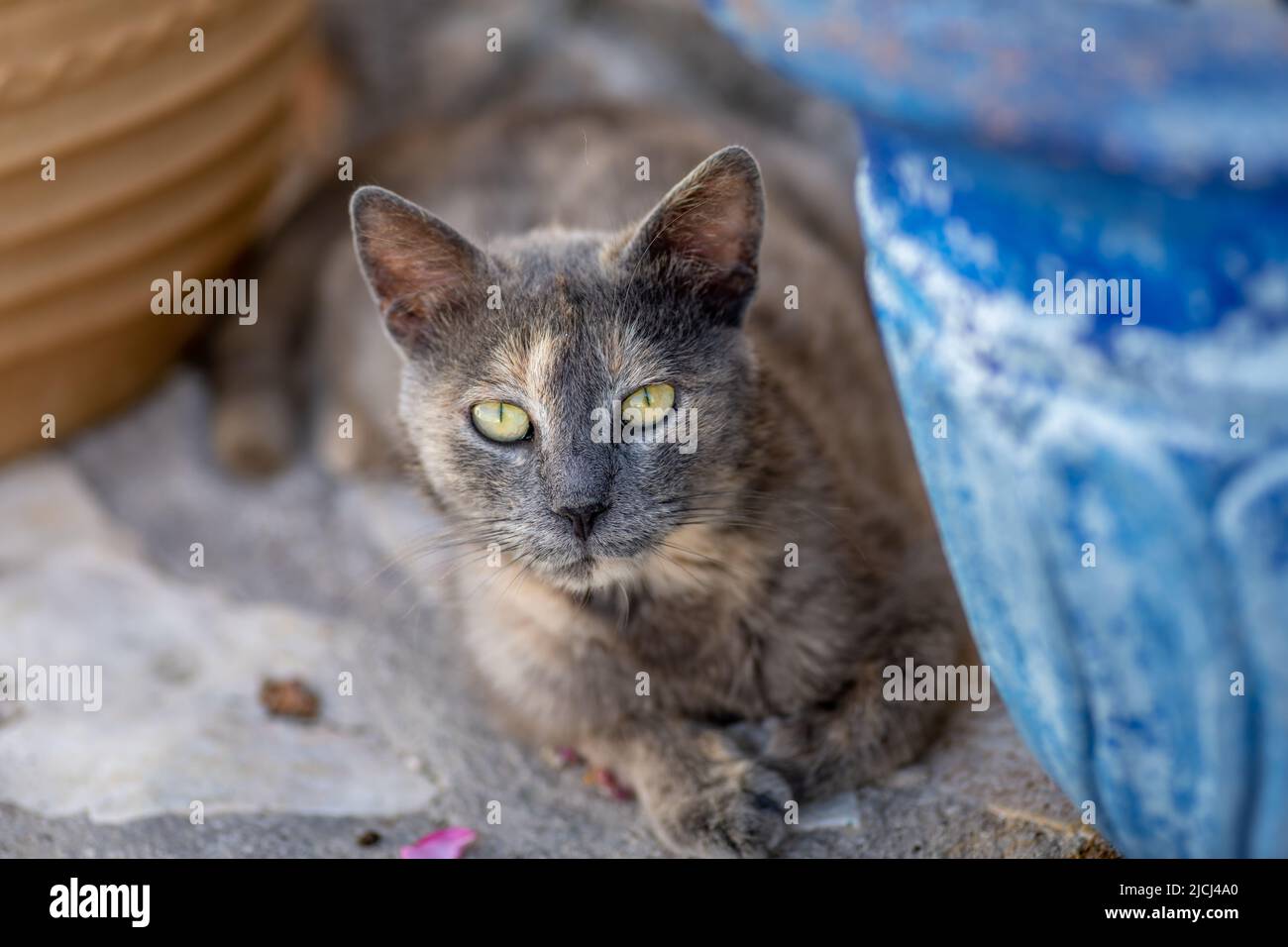 Cat face plant hi-res stock photography and images - Alamy