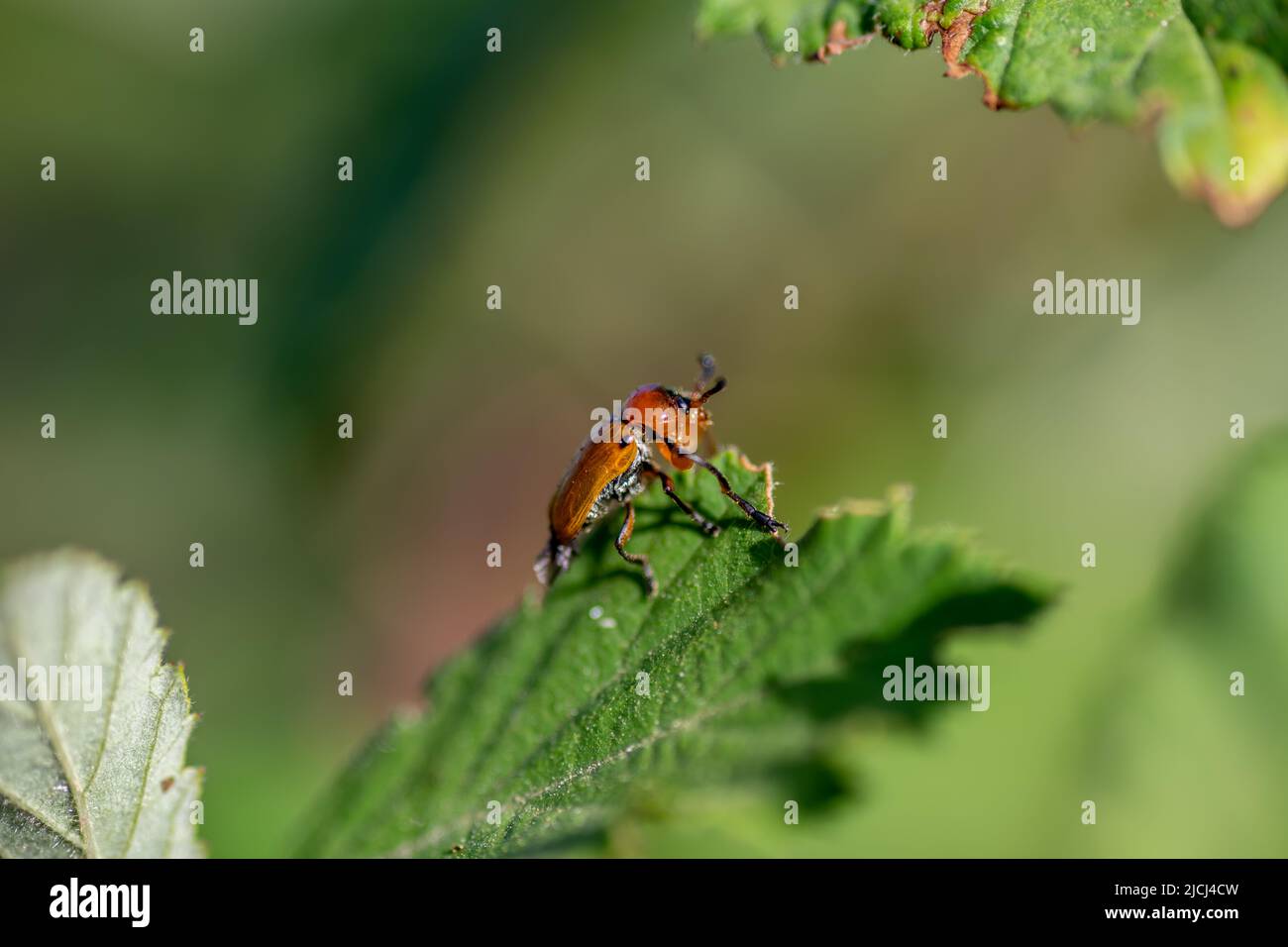 Macro shot of a ladybug on a leaf. Stock Photo