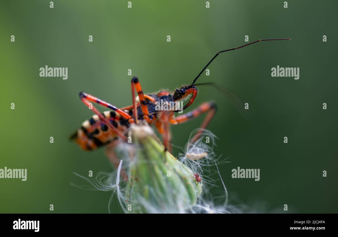 Macro shot of a true bug perched on top of a plant. Stock Photo