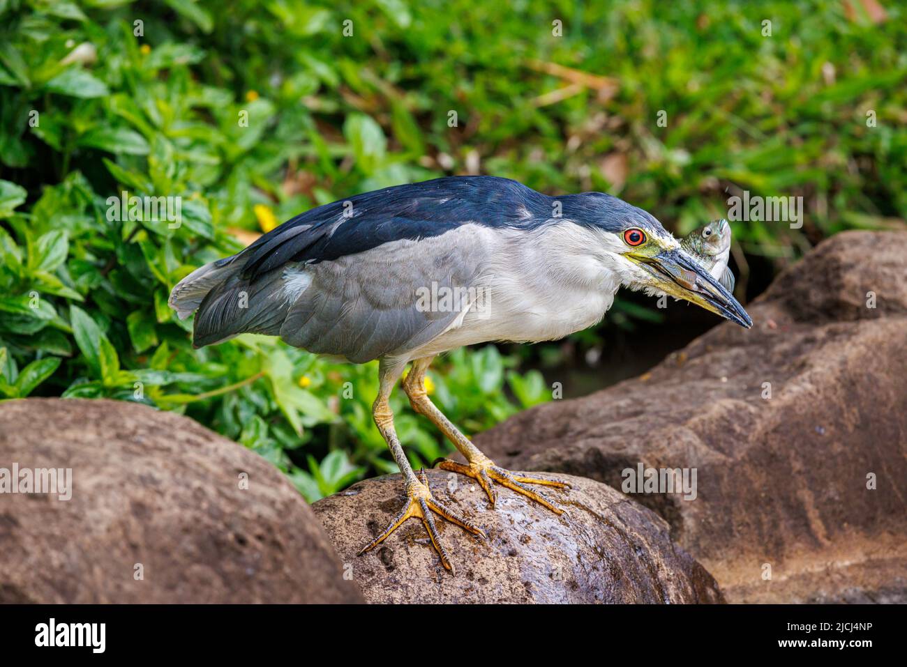 This black-crowned night heron, Nycticorax nycticorax, has caught a tilapia in a pond on Maui, Hawaii. The Hawaiian name for this species is Auku'u. Stock Photo