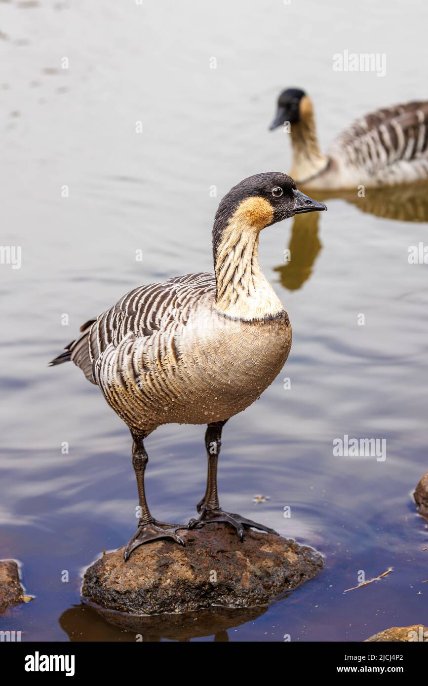 The Nene Goose (pronounced nay nay), Nesochen sandvicensis, is an endemic land bird, an endangered species, and Hawaii's state bird, Maui, Hawaii. Mos Stock Photo