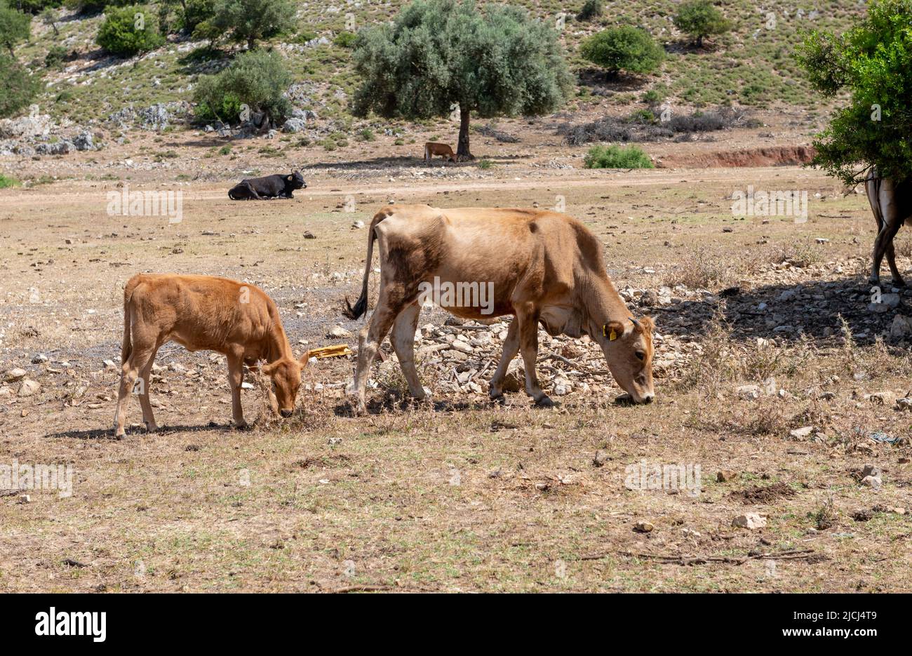 A cow and with a calf grazing in open field. Stock Photo