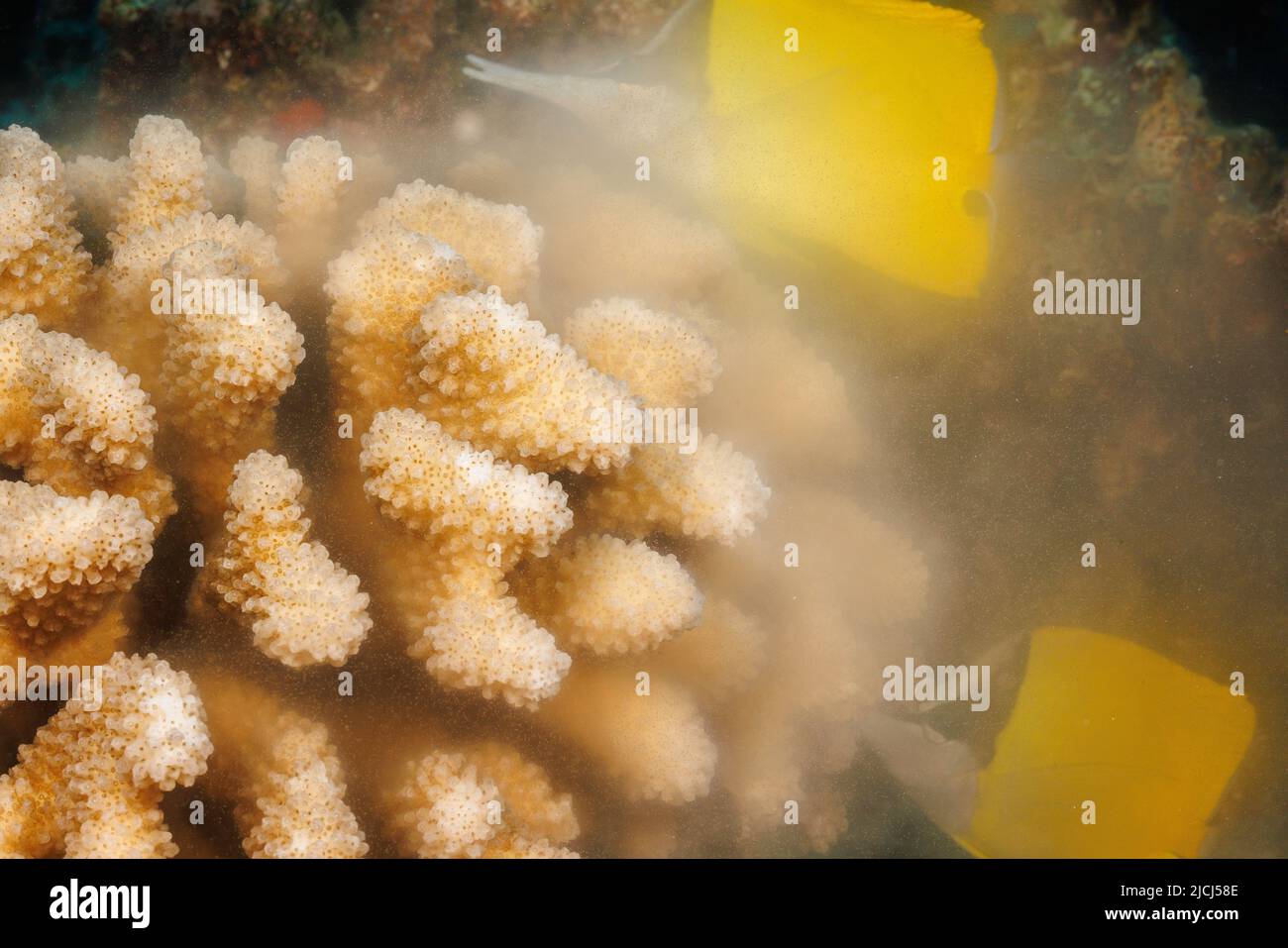 A look at spawning cauliflower coral, Pocillopora meandrina, releasing both eggs and sperm into open ocean just after sunrise, Hawaii. Two forcepsfish Stock Photo