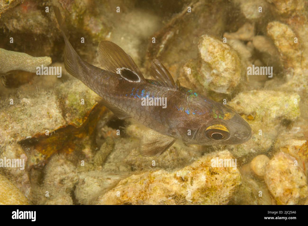The black cardinalfish, Apogonichthyoides melas, is found in shallow well protected coastal bays and inshore rocky areas and among branching coral. Ph Stock Photo