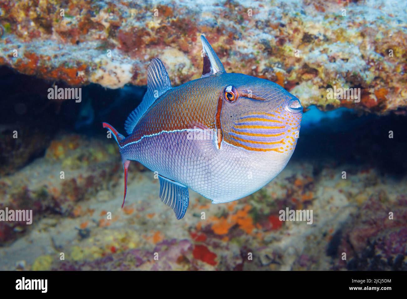 The blue-lined triggerfish, Xanthichthys caeruleolineatus, is very rarely seen around the main islands, Hawaii. Stock Photo