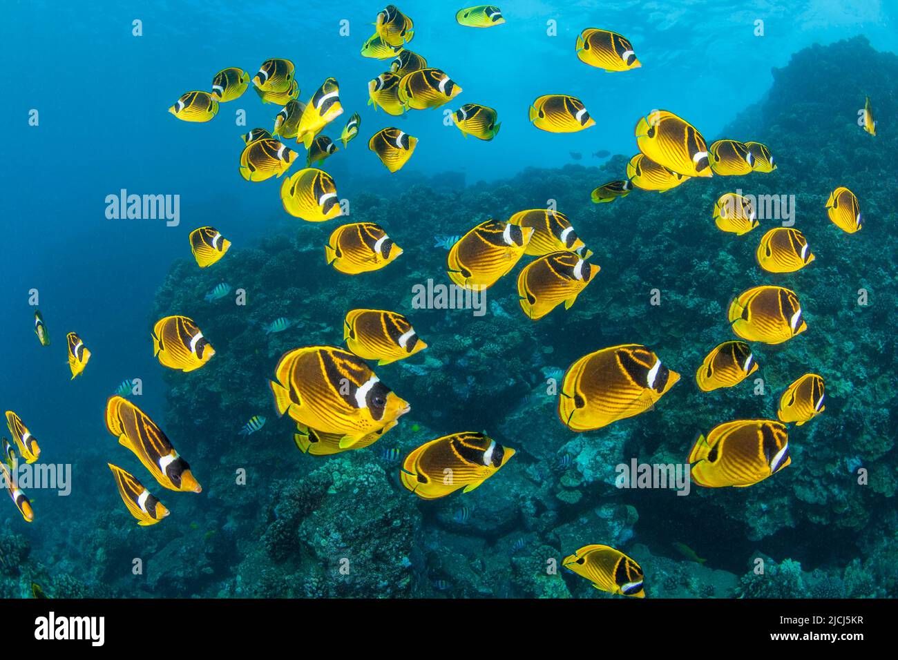 Raccoon butterflyfish, Chaetodon lunula, can sometimes be found in large schools over the reef, Hawaii. Stock Photo