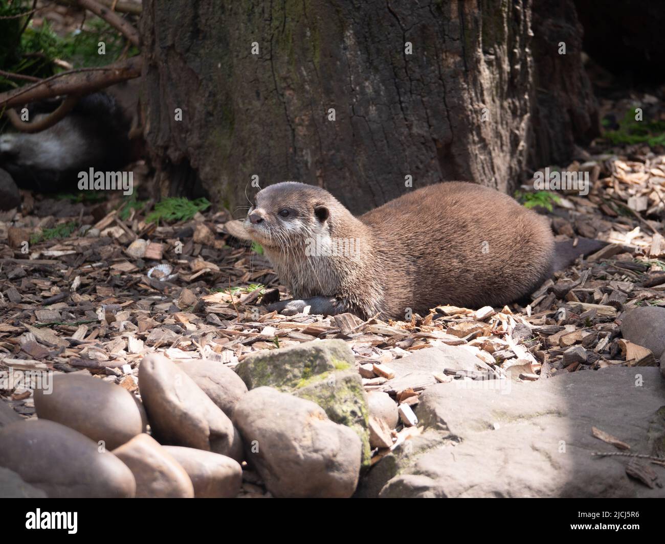 Asian Short-Clawed Otter Stock Photo - Alamy
