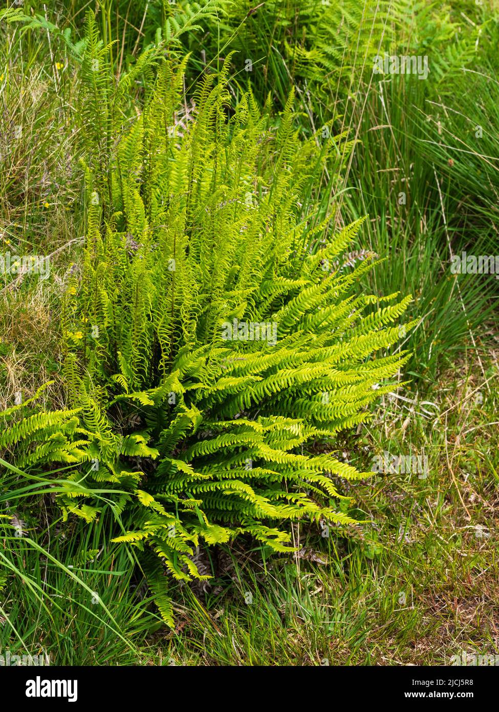 Clump of hard fern, Blechnum spicant, with both fertile and infertile fronds in moorland above Shipley Bridge, Dartmoor, Stock Photo