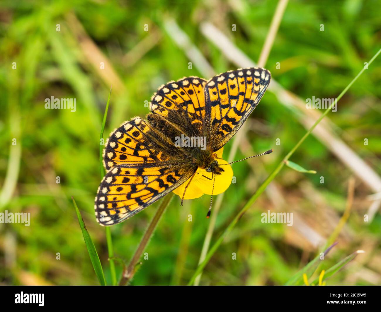 Boloria selene, female small pearl bordered fritillary butterfly feeding on a buttercup flower on moorland above Shipley Bridge, Dartmoor Stock Photo