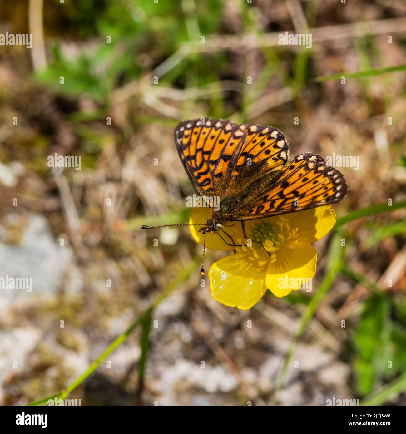 Boloria selene, female small pearl bordered fritillary butterfly feeding on a buttercup flower on moorland above Shipley Bridge, Dartmoor Stock Photo