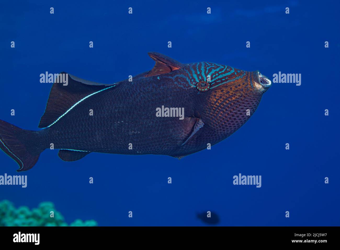 Fish, such as this black triggerfish, Melichthys niger, often yawn or stretch their jaws regularly during the day. This species are also referred to a Stock Photo