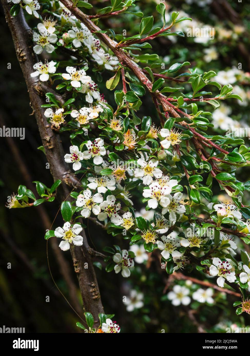 Small leaved cotoneaster, Cotoneaster integrifolius, probably bird sown, in early summer flower on the path above Shipley Bridge, Dartmoor, UK, Stock Photo
