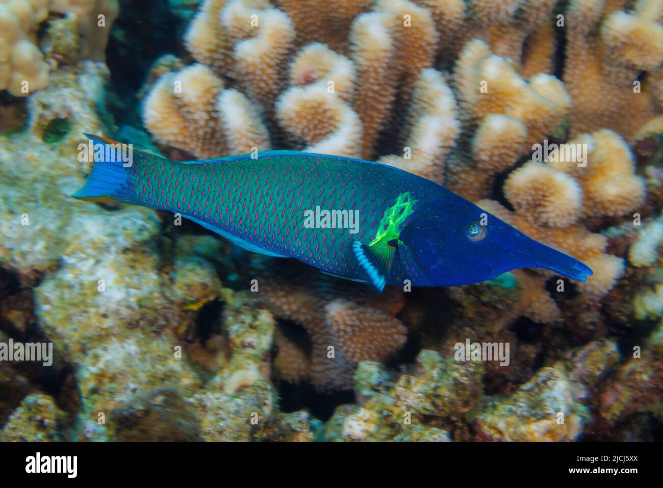 The bird wrasse, Gomphosus varius, is easily identified by it's long curved snout.  This individual is a terminal male. Hawaii. Stock Photo