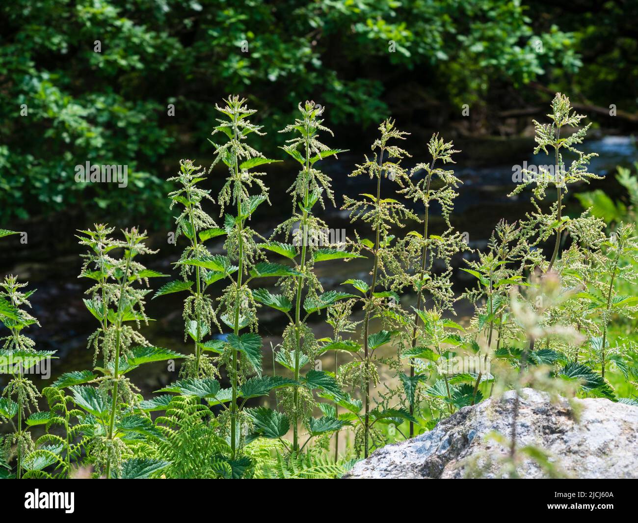 Flowering stinging nettle, Urtica dioica ssp. dioica, growing in a line on the banks of the River Avon above Shipley Bridge, Darmoor, UK Stock Photo