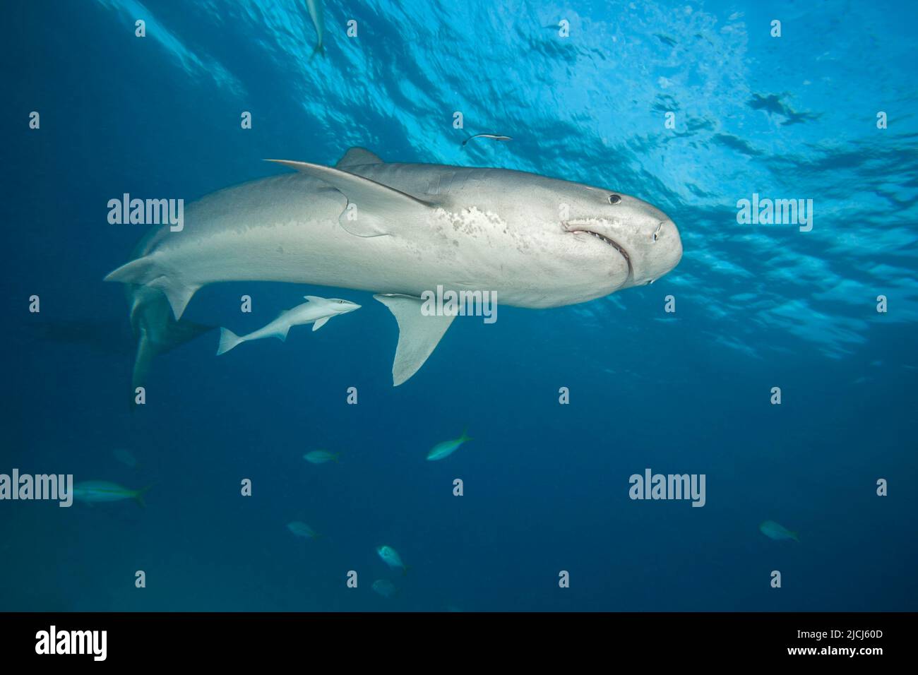 Low angle underwater view of tiger shark swimming overhead, Tiger Beach ...