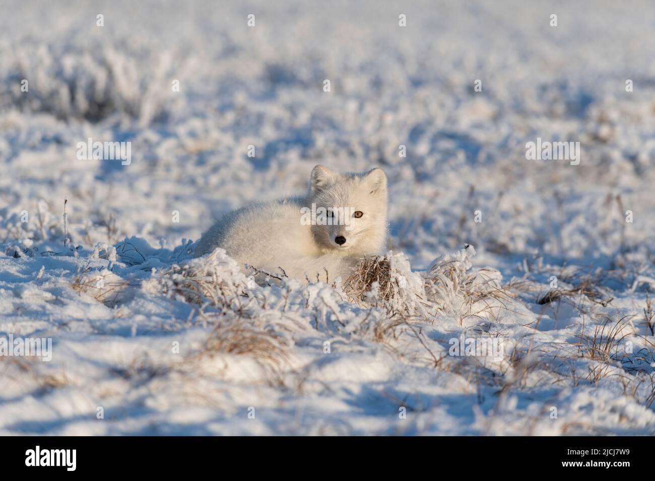Wild arctic fox in tundra. Arctic fox lying. Sleeping in tundra Stock ...