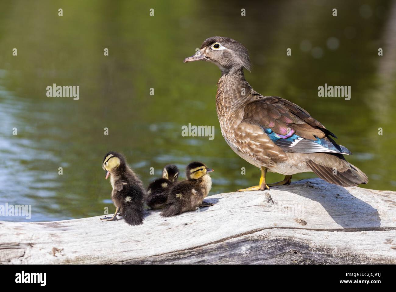 Wood duck babies in early summer Stock Photo Alamy