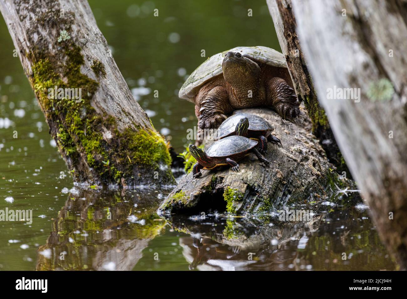 common snapping turtle (Chelydra serpentina) and painted turtle (Chrysemys picta) Stock Photo