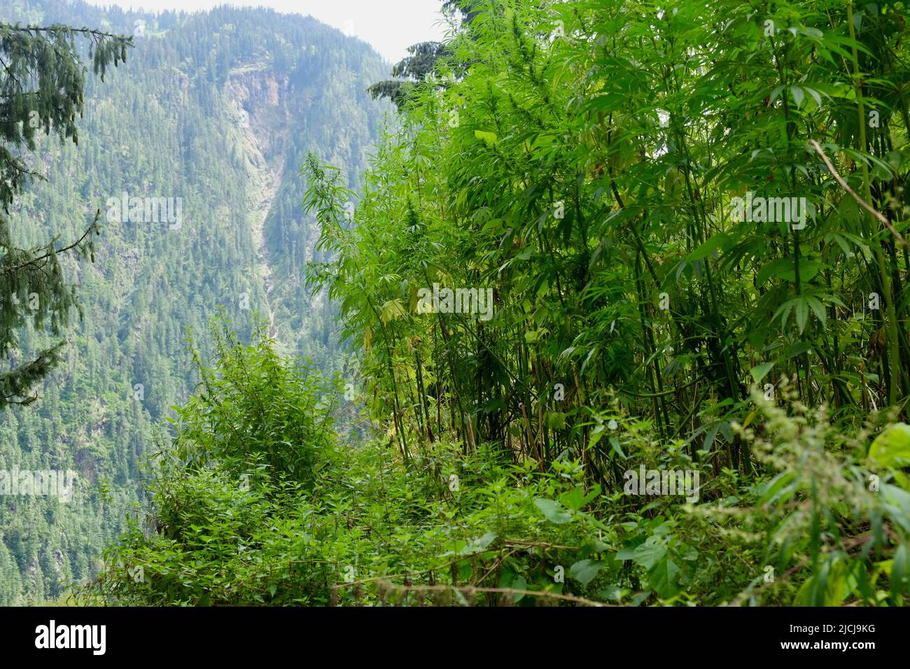 Vilalge Malana, Himachal Pradesh Stock Photo