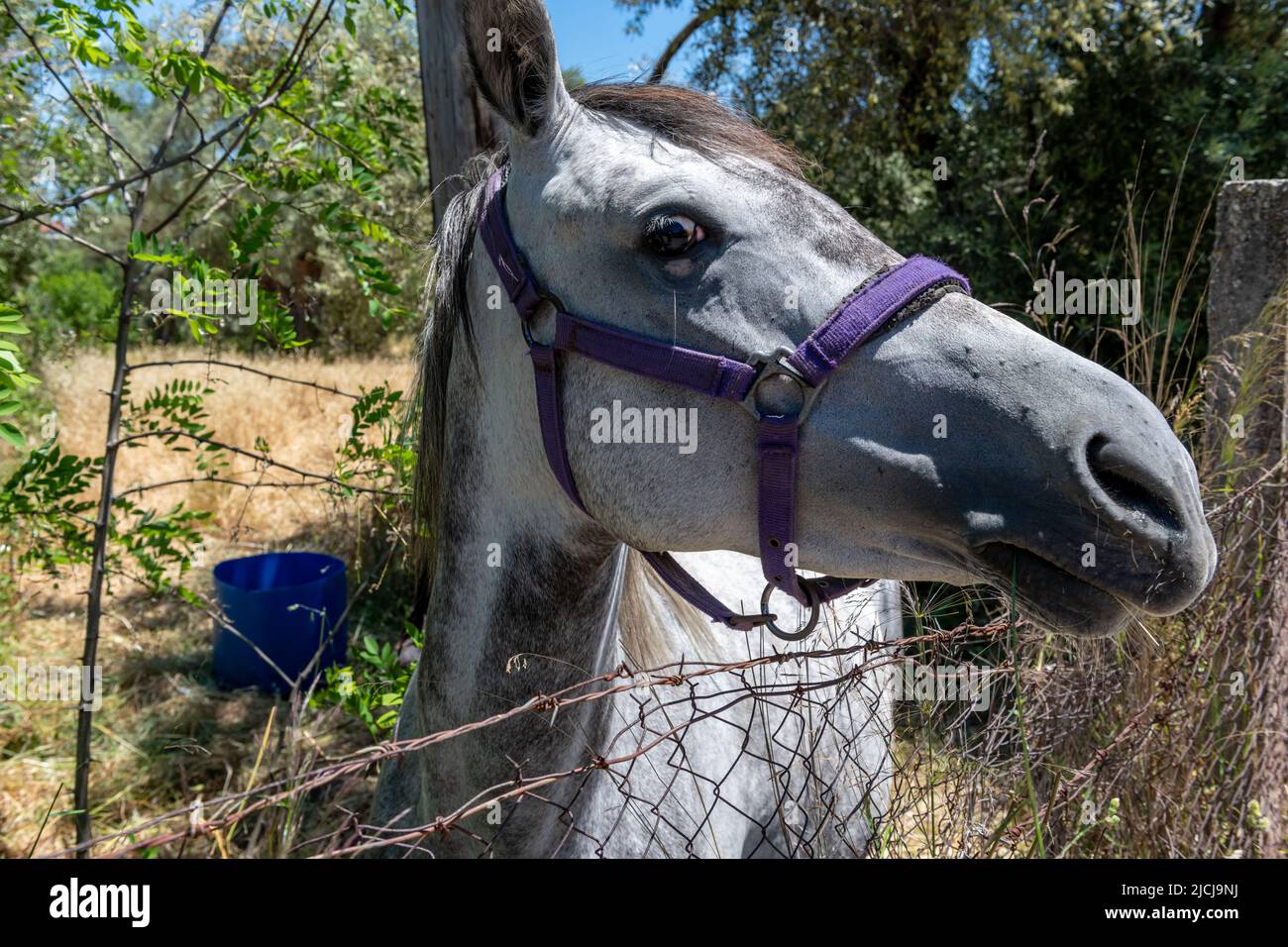 A close up of the head of a horse in a field. Stock Photo