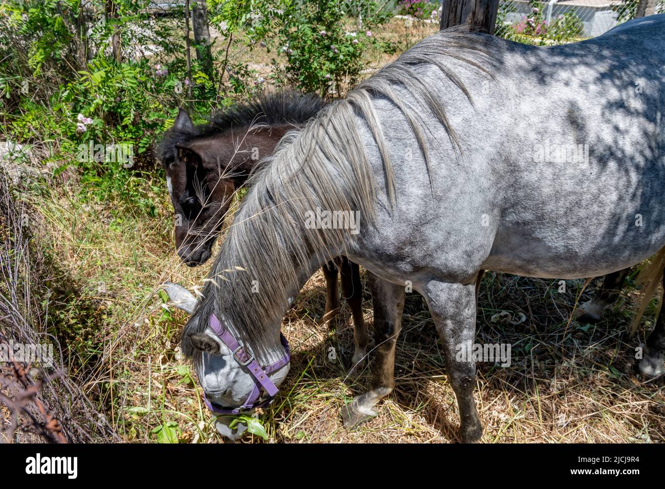 A mare and a foal grazing in a field. Stock Photo