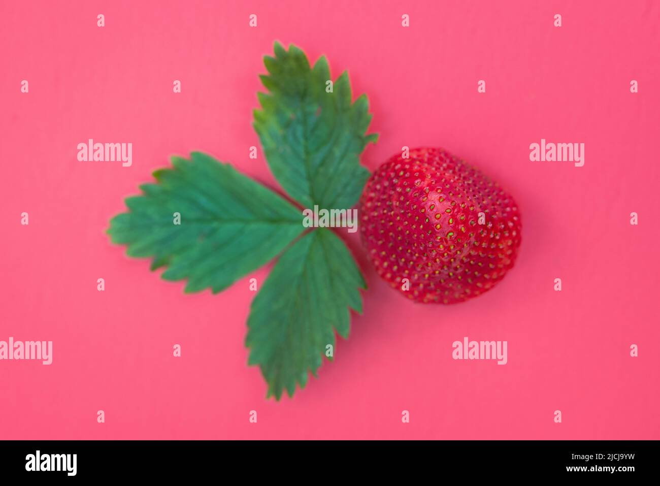 Single ripe red strawberry isolated on a red background Stock Photo - Alamy