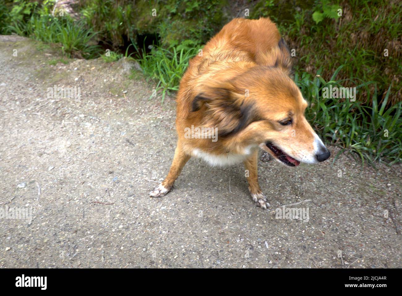 Dog Fox Hybrid Mammalian Hybrids Vulpine Stock Photo